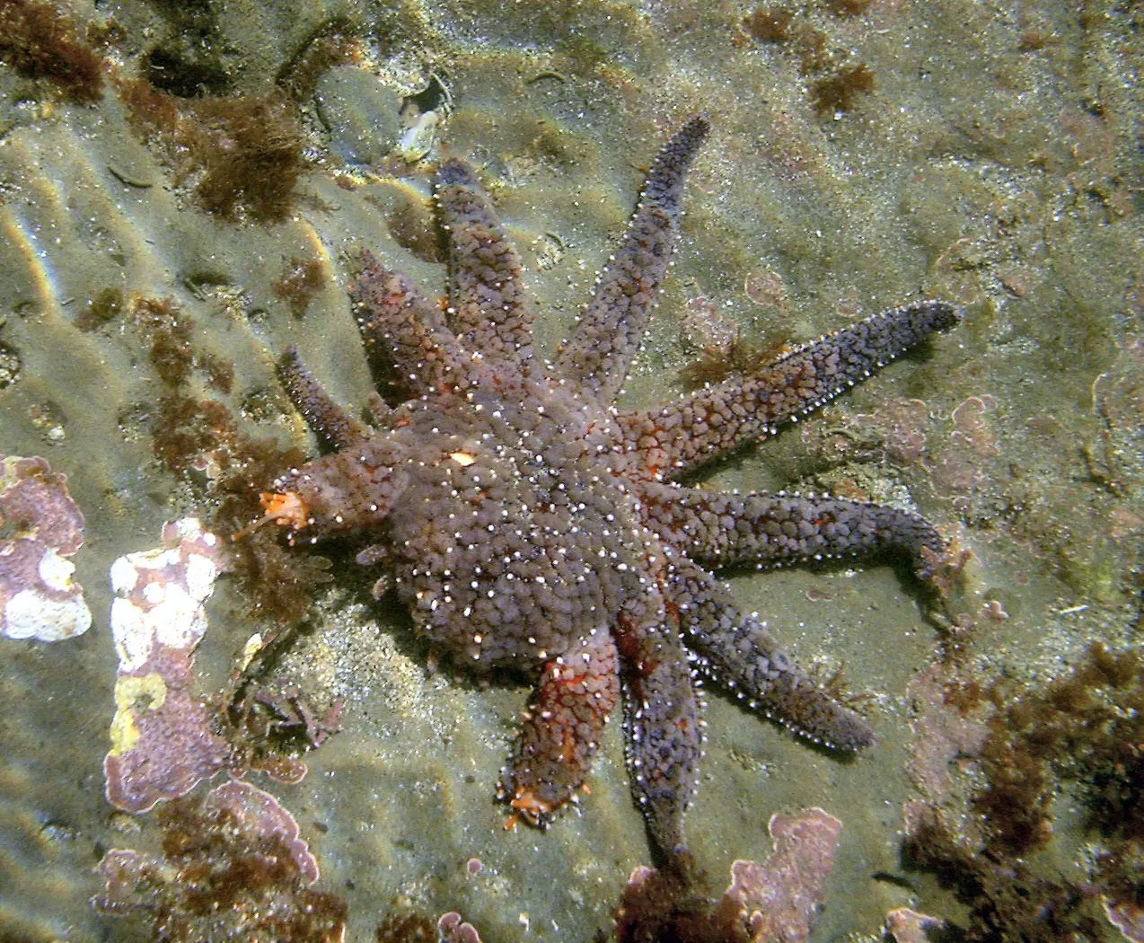 Why Normal Regeneration Fails: Common Causes